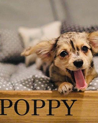 Preparing for your Puppy's Arrival: A Checklist for Bringing your Puppy Home
