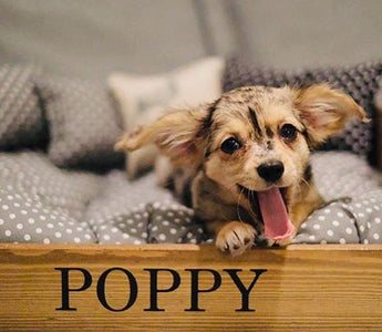 Preparing for your Puppy's Arrival: A Checklist for Bringing your Puppy Home
