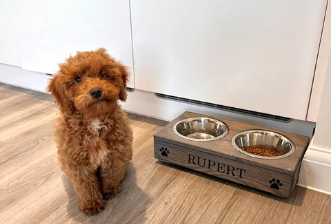 Harmony elevated dog sales bowl