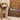 Large Doy Toy Box, Toy box for pets, personalised toy box