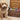 Large Doy Toy Box, Toy box for pets, personalised toy box