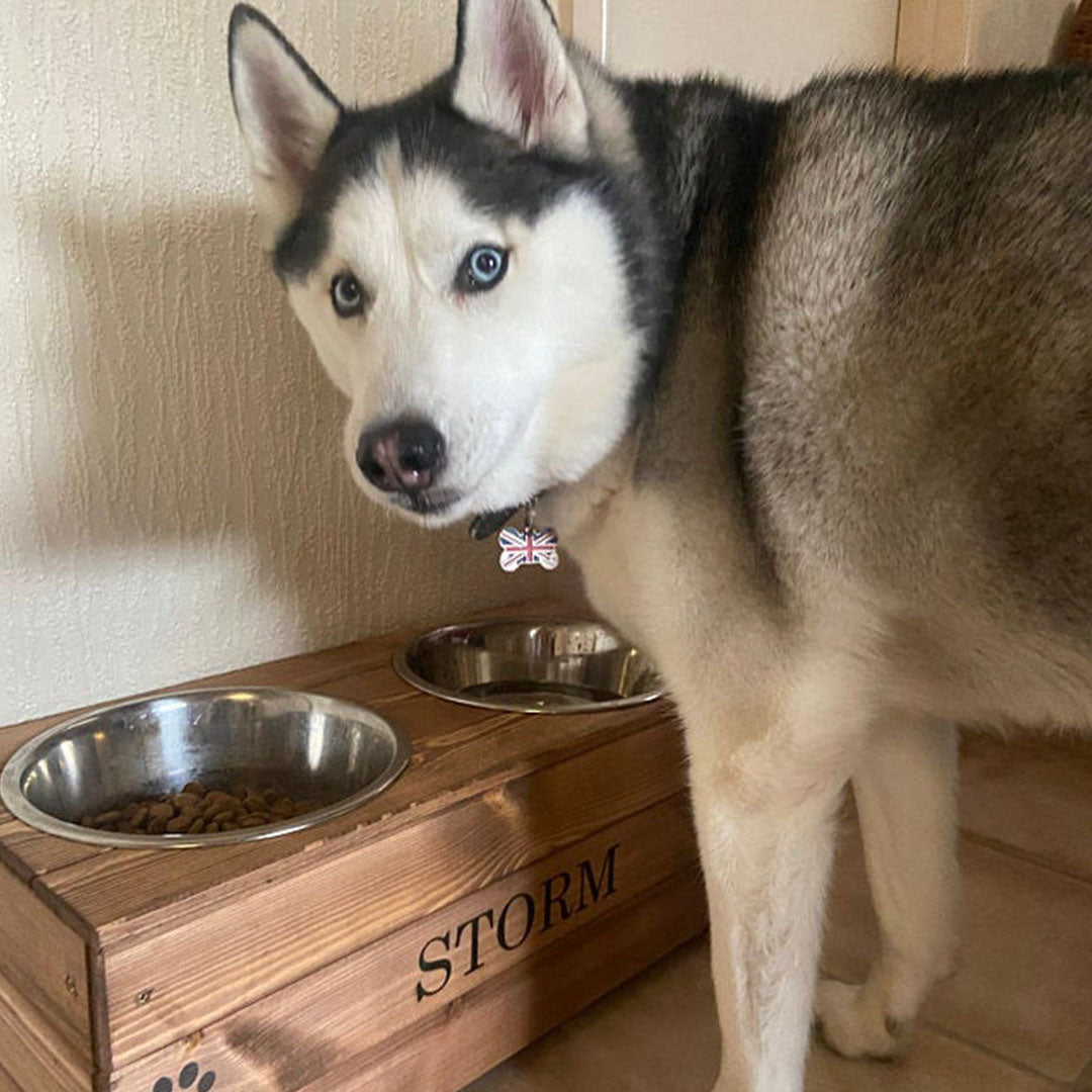 water and food elevated bowls for dogs