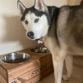 water and food elevated bowls for dogs