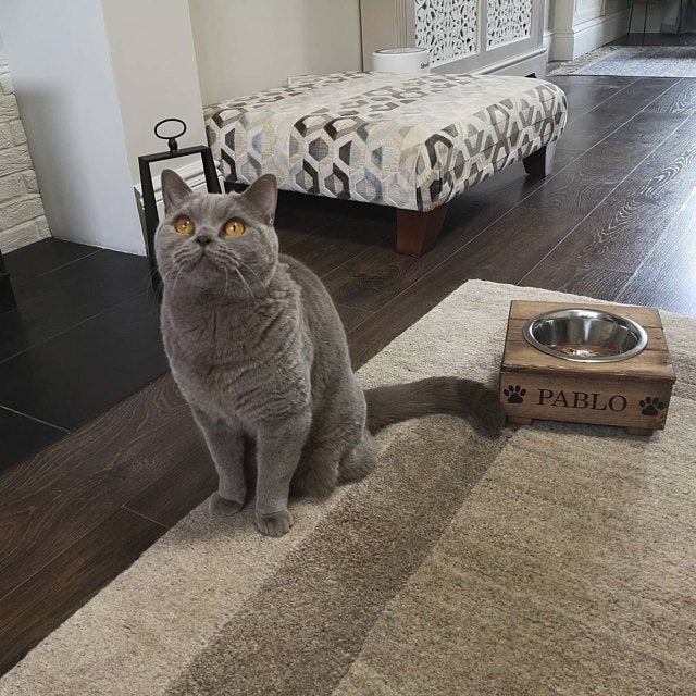 customised cat bowl stand
