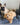 Pet Gift Ideas